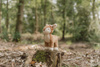 Little Dutch Przytulanka mała Sarenka Fairy Garden